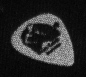 Ca. 2000, photo of Pete’s Pete’s Guitar pick.